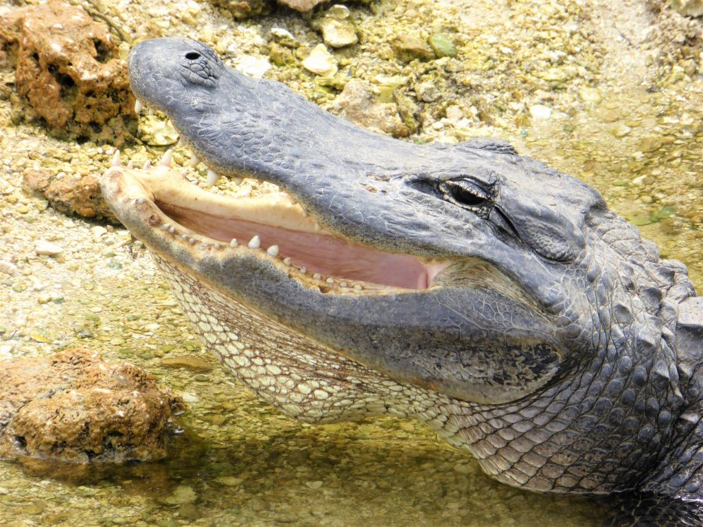 Alligator in den Everglades
