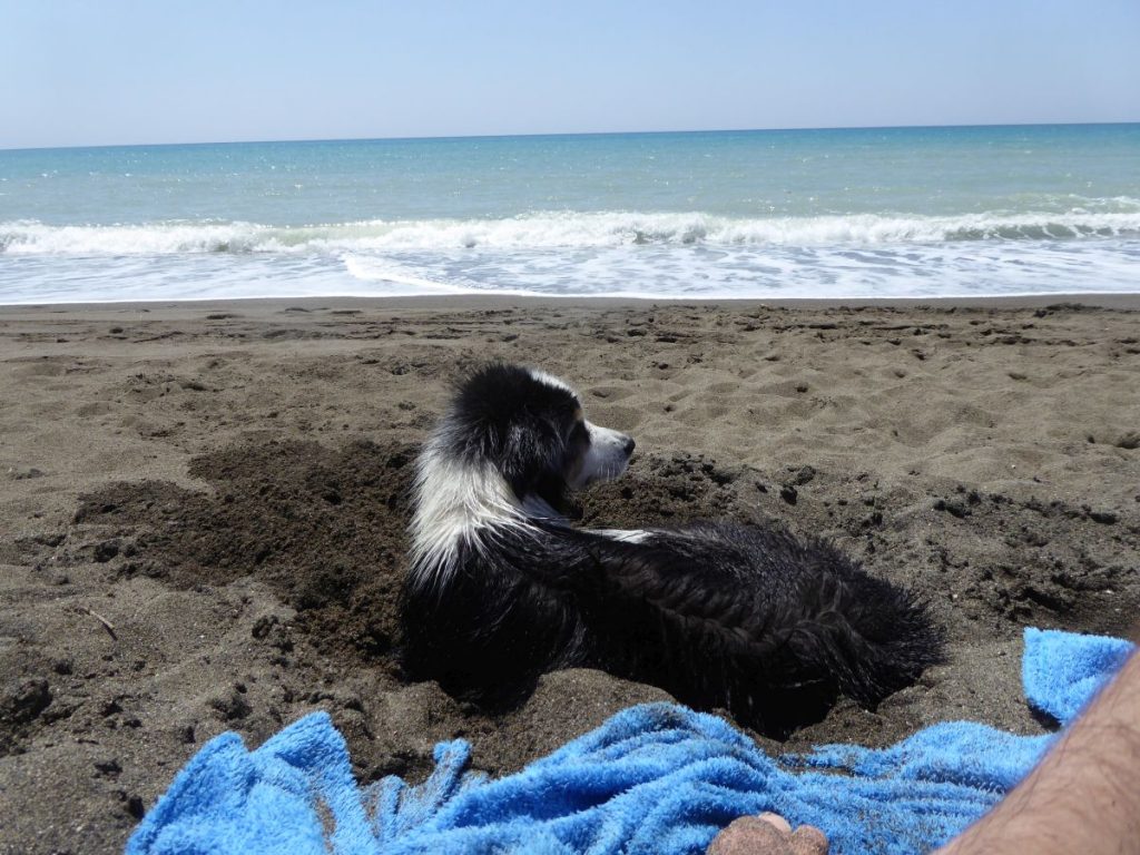 hund am strand