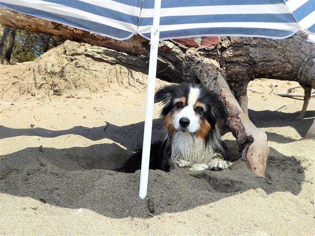 Tiara mit uns am Hundestrand