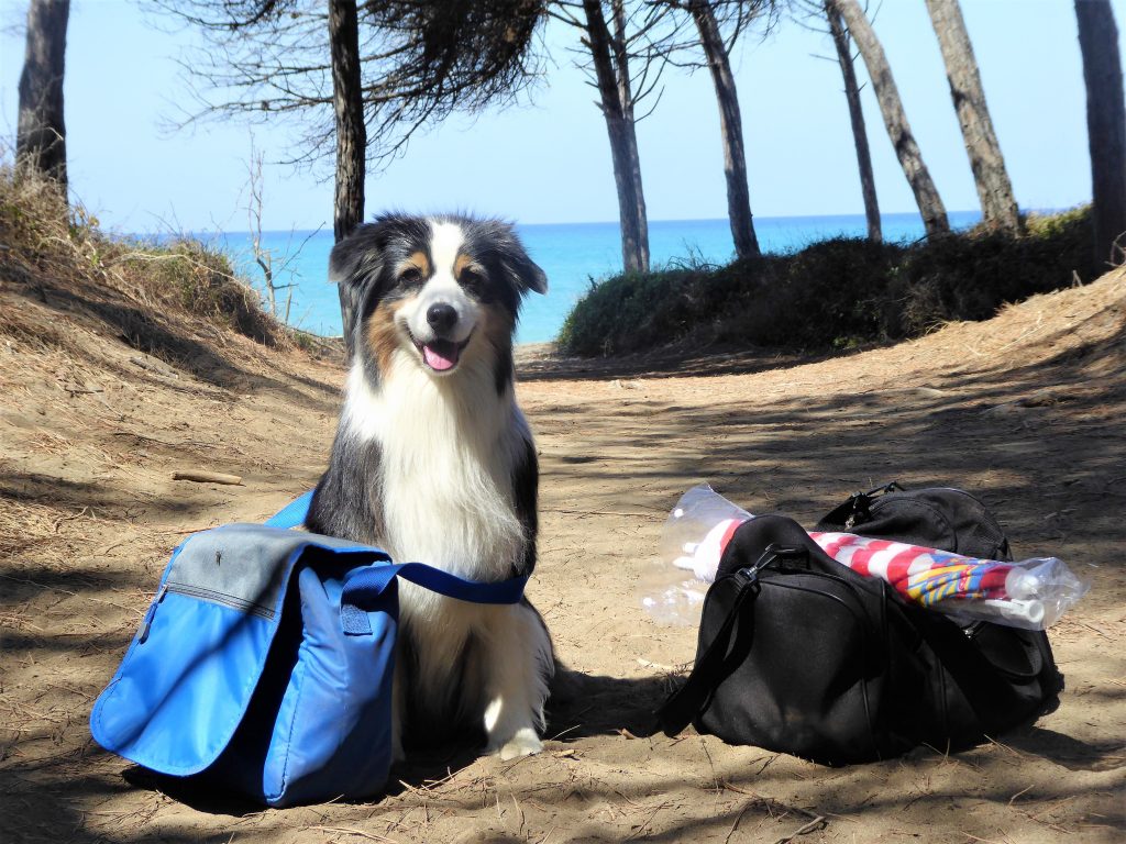Unsere Australian Sheperd Hündin Tiara