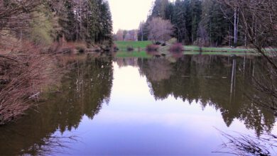 Photo of Hüttenbühlsee – Badesee in der Natur – Ausflugsziele rund um Stuttgart