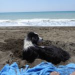 hund am strand