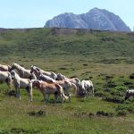 Haflinger Herde auf der Seiser Alm