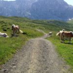 Haflinger Herde auf dem Weg