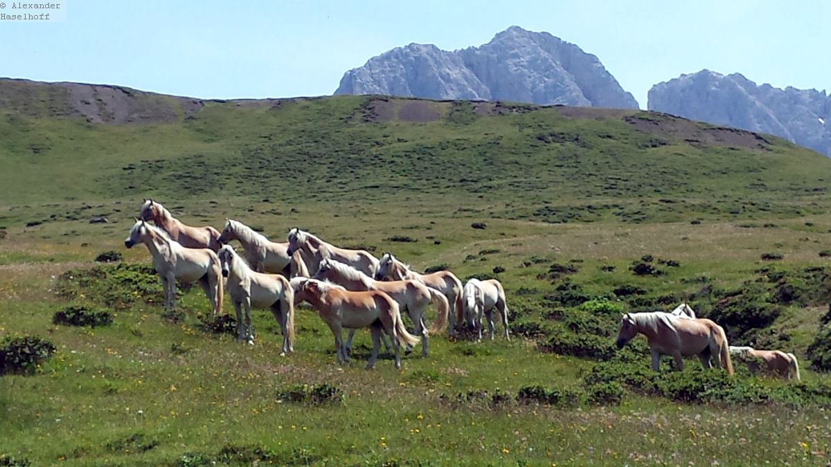 Photo of Reiten auf der Seiser Alm – Reiturlaub in der Heimat der Haflinger