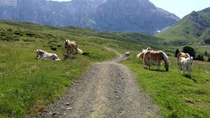 Haflinger Herde auf dem Weg