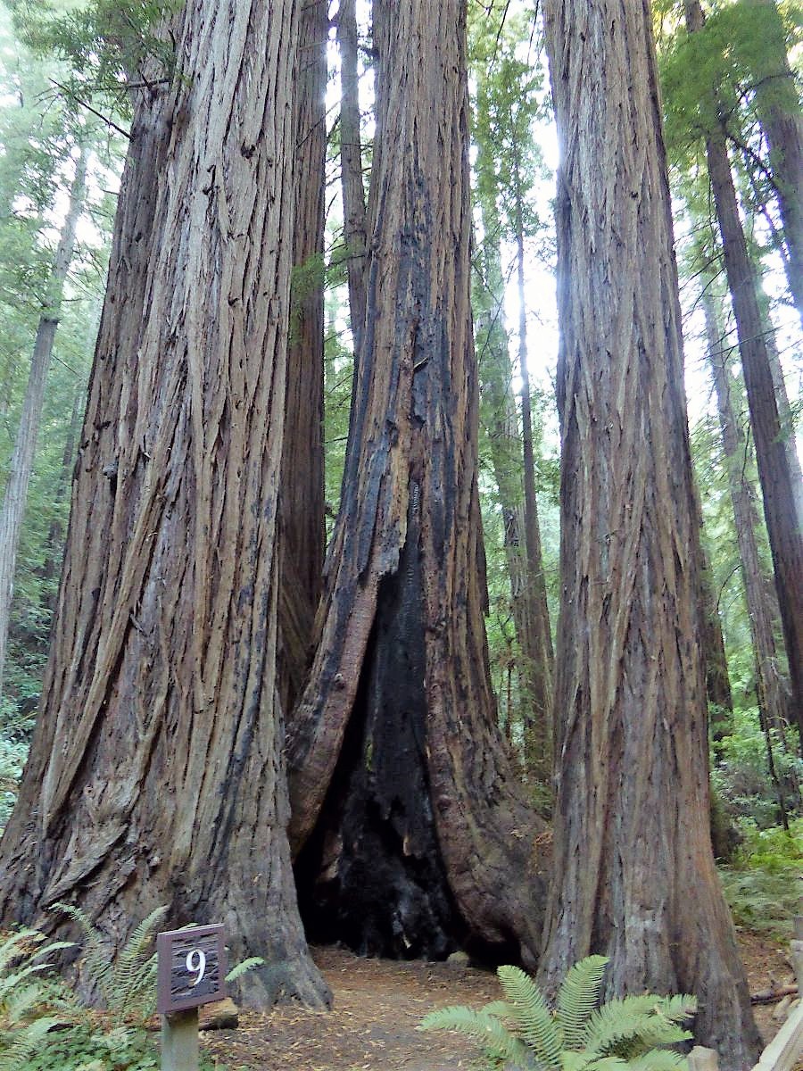 Photo of Muir Woods National Monument – Kalifornische Mammutbäume bei San Francisco