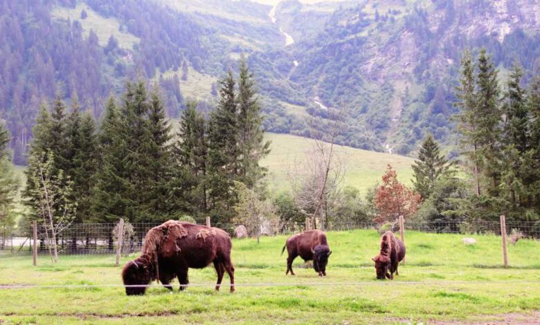 Photo of Wunderschöner Wildpark Ferleiten an der Großglockner Hochalpenstraße – Zell am See Kaprun Ausflugsziele (Mit Video-Doku)