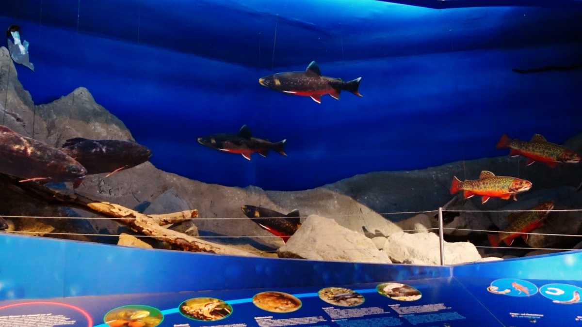 Ausstellung "Leben unter Wasser" vom Nationalpark Hohe Tauern